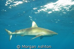 Galapagos shark cruising off of Hawaii's North Shore. Tak... by Morgan Ashton 